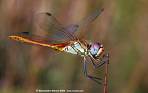 inuyasha-dragonfly